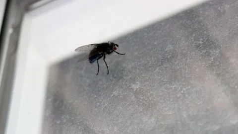 House Fly Walking Across Window Stock Footage 131476176