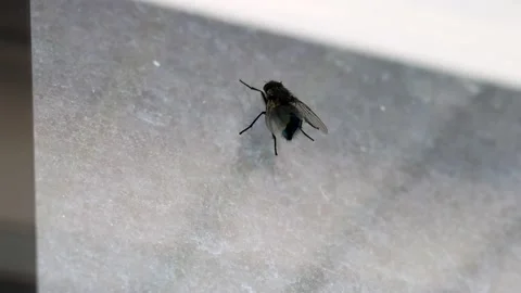 House Fly Walking Across a Window Stock Footage 131476282