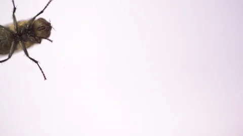 House fly walking in frame in macro slow motion 스톡 동영상 119310049