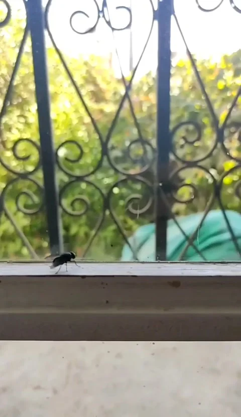 House fly walking tracking slow motion timelapse Stock Footage 142818039