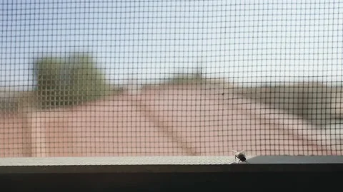 House fly walking on window frame with mosquito or insect net behind it Stock Footage 226228189