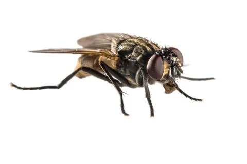 House fly on white background Stock Photos