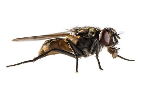 House fly on white background Foto stock