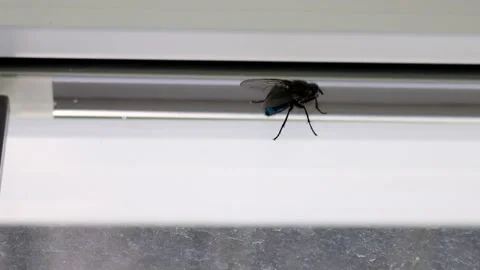 House Fly on Window Stock Footage 131476133