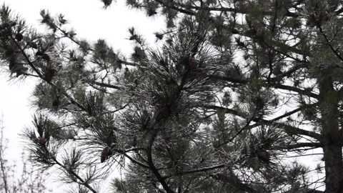 House fly on the window frame of the Barn. to close. Stock Footage 189413264