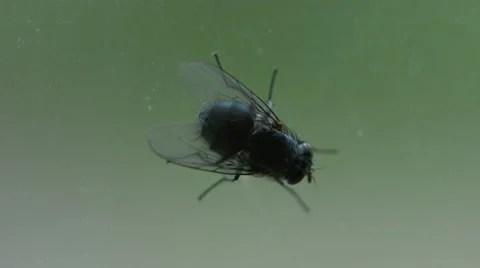 House fly on a window macro Stock Footage 63051504
