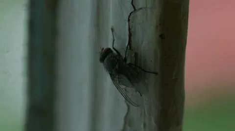 House fly on a window sill macro Vidéo 63051551