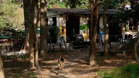 House in the forest Stock Footage 238924924