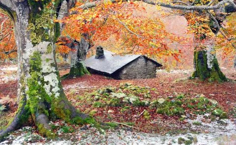 House in the forest Stock Photos