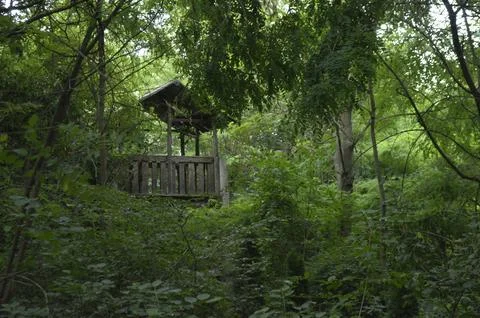 The House in the Forest Foto stock