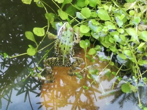 House FROG in the BIOTOPE Stock Photos