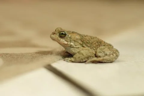 House frog Foto stock