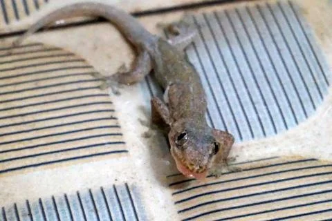 House Gecko Lizard on Striped Patterned Fabric Close Up Stock Photos