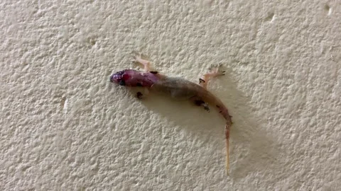 House gecko on textured wall – small reptile close-up b-roll Stock Footage 340152258