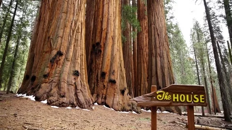 House Group cluster of giant sequoia trees in Sequoia National Park, California. Stock Footage 337115606