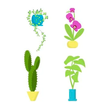 House growing potted Stock Illustration