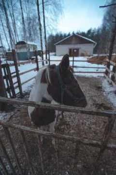 House horses Stock Photos