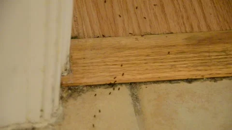 House Infested with Ants on Floor Tiles, Carpet ,and Wood Floors. Stock Footage 22333200