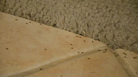 House Infested with Ants on Floor Tiles, Carpet ,and Wood Floors. Stock Footage 22333206
