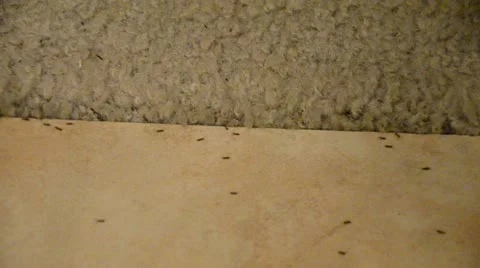 House Infested with Ants on Floor Tiles, Carpet ,and Wood Floors. Stock Footage 22333228