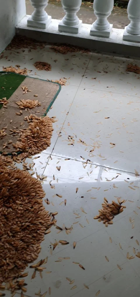 House Infested With Termites, Mendez, Ca... | Stock Video | Pond5