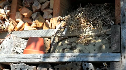 House for  insects Stock Footage