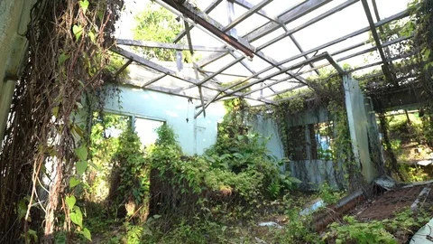 House interior after tsunami disaster in Cook Islands. Walls covered in plants. Stock-Footage 87727448