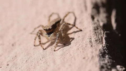 House jumping spider, macro closeup Stock Footage 77606774