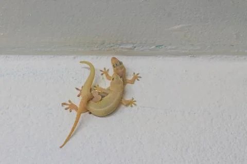 House lizard breeding on wall Stock Photos