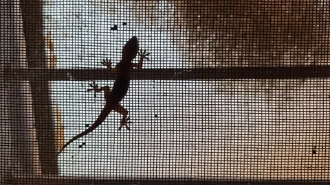 House Lizard Crawling Across A Fine Mesh Window Screen Stock Footage 341908254