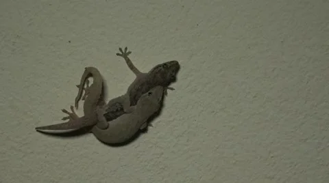 House lizard mating on the wall. Stock Footage 67507928