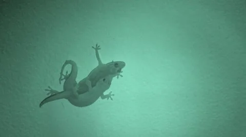 House lizard mating on the wall. Stock Footage 67508208