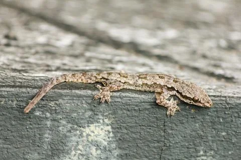 House lizard Foto stock