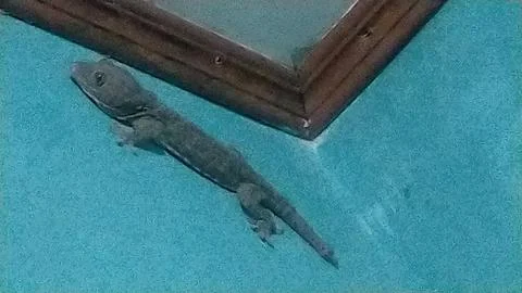 House lizard Stock Photos