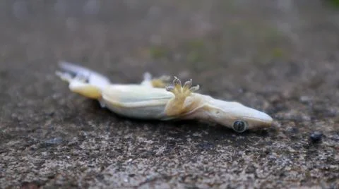 House lizard upside down on the floor Stockfoto's