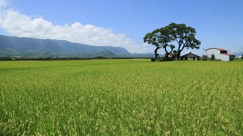 House located in a large rice field Stock Footage 61414297