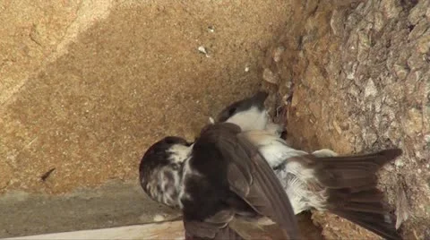 House martin chick being fed Stock Footage 12177635