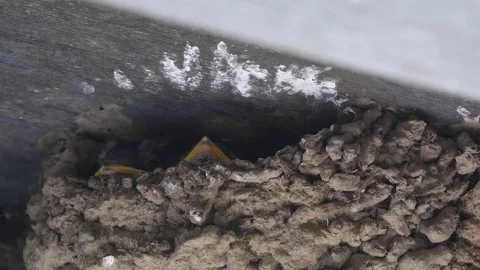House martin chicks defecating from nest Stockbeeldmateriaal 121317748