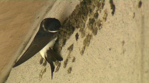 House Martin at work Stock Footage 729587