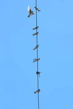 House martins on a cable Stock Photos