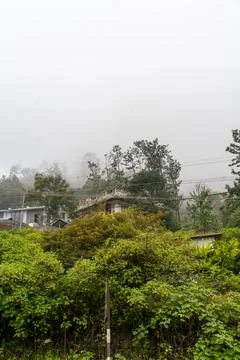 A house is in the middle of a forest Stock Photos