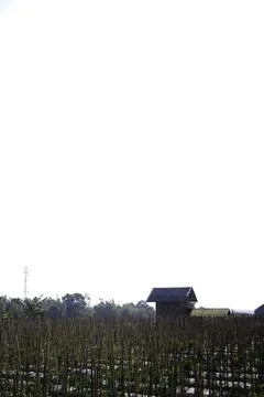 House in The Middle of The Garden Stock Photos