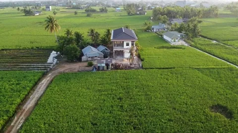 House in the middle of rice fields Stock Footage 135425196