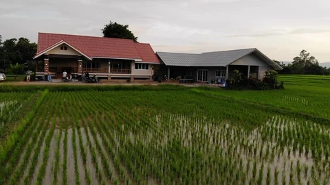 House in the Middle of Rice Fields at Sunset, Chiang Rai, Thailand Stock Footage 121934575