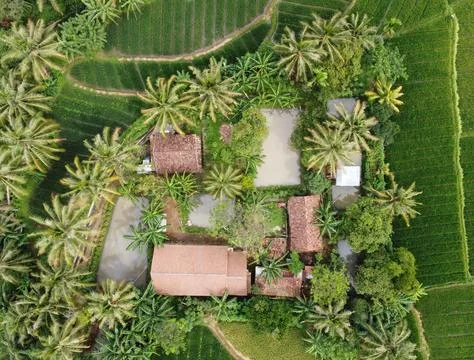 House in the middle of rice fields surrounded by fish ponds, trees and plants Stock Photos