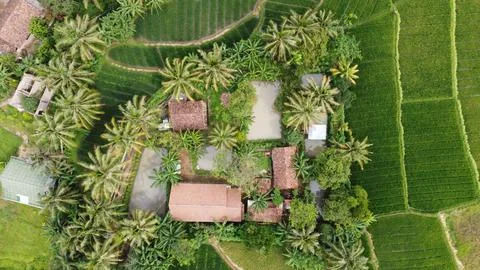 House in the middle of rice fields surrounded by fish ponds, trees and plants Stock Photos