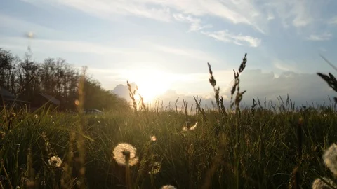 House in the mountains. Bottom view through the grass that sways. The concept of Stock Footage 110575064