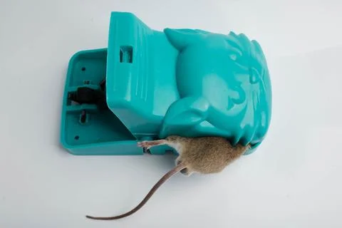 House Mouse Captured In Cat Shaped Teal Plastic Snap Trap Spe Foto stock
