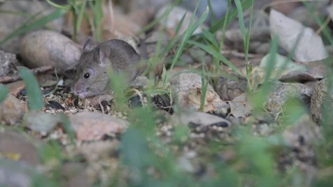 House Mouse Eating Birdseed Stock Footage 120146539
