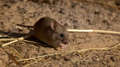 House mouse (Mus musculus) foraging for food in the backyard Video stock 103565698